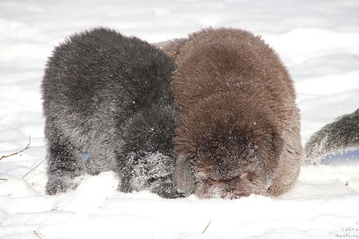 Фото: ньюфаундленд Gusar s Berega Dona (Гусар с Берега Дона), ньюфаундленд Gvardeec s Berega Dona (Гвардеец с Берега Дона)