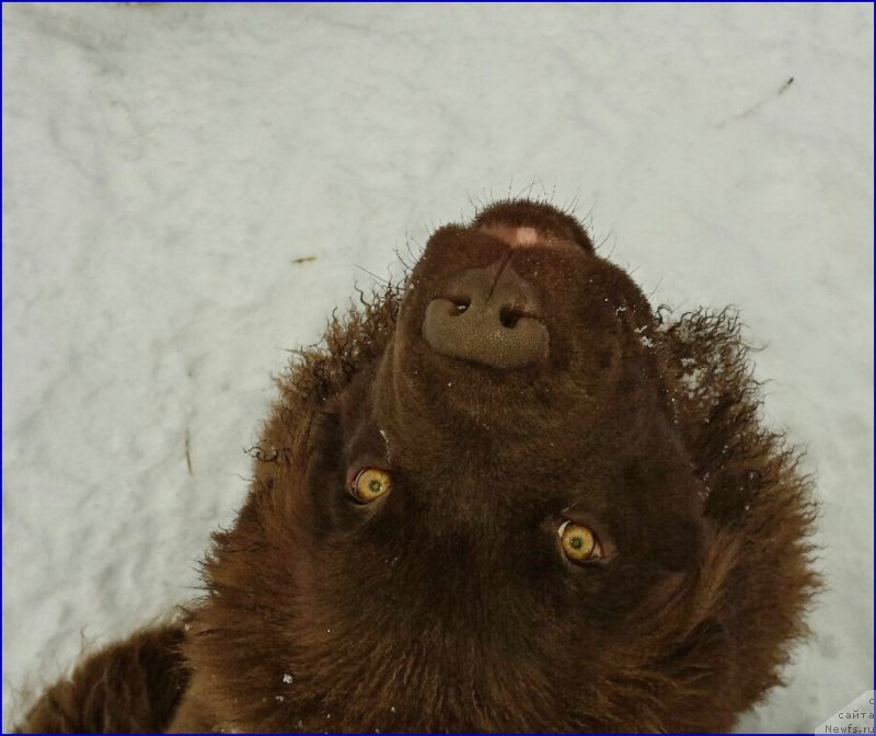 Фото: ньюфаундленд Brownblood MSK Hakim Gold Haydar (Браунблад МСК Хаким Голд Хайдар)