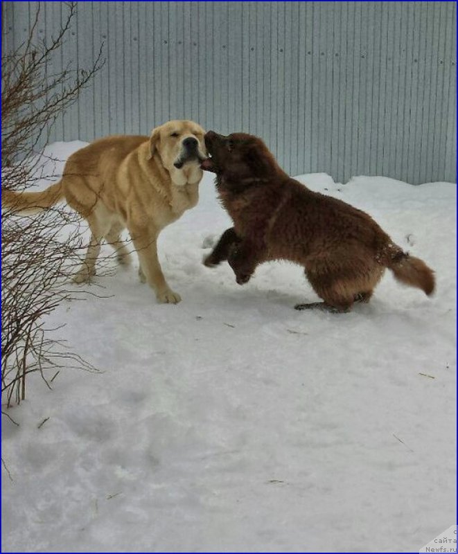 Фото: ньюфаундленд Brownblood MSK Hakim Gold Haydar (Браунблад МСК Хаким Голд Хайдар), ФРАНКО