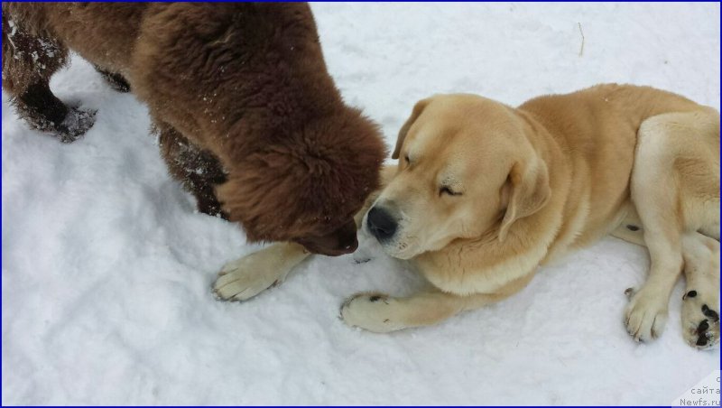 Фото: ньюфаундленд Brownblood MSK Hakim Gold Haydar (Браунблад МСК Хаким Голд Хайдар), ФРАНКО