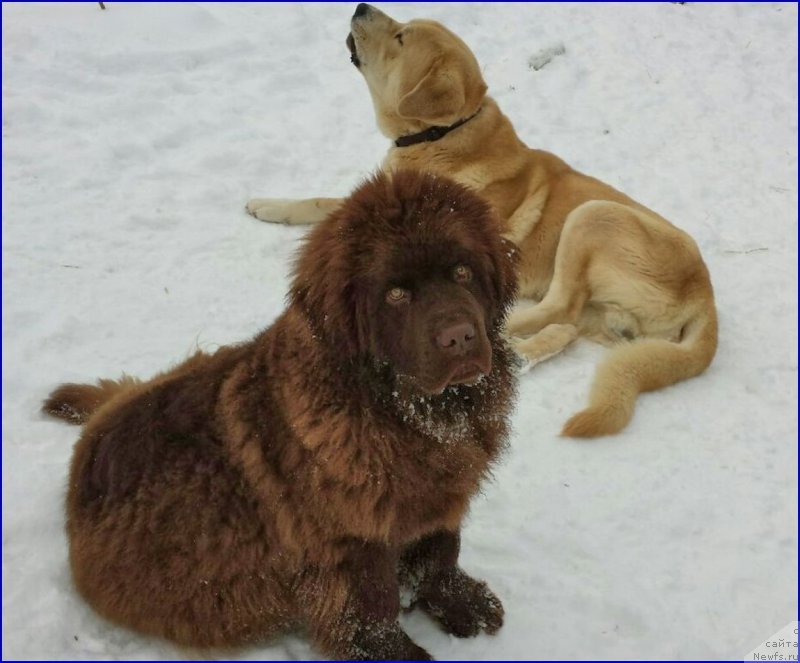 Фото: ньюфаундленд Brownblood MSK Hakim Gold Haydar (Браунблад МСК Хаким Голд Хайдар), ФРАНКО
