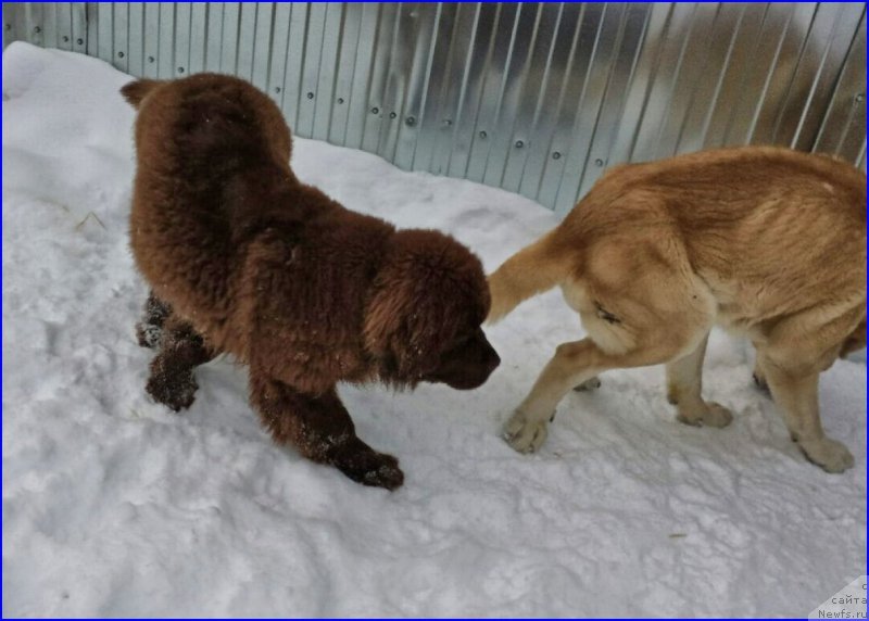 Фото: ньюфаундленд Brownblood MSK Hakim Gold Haydar (Браунблад МСК Хаким Голд Хайдар), ФРАНКО