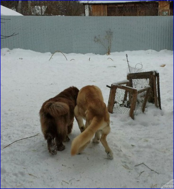 Фото: ньюфаундленд Brownblood MSK Hakim Gold Haydar (Браунблад МСК Хаким Голд Хайдар), ФРАНКО