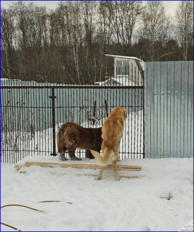 Фото: ньюфаундленд Brownblood MSK Hakim Gold Haydar (Браунблад МСК Хаким Голд Хайдар), ФРАНКО