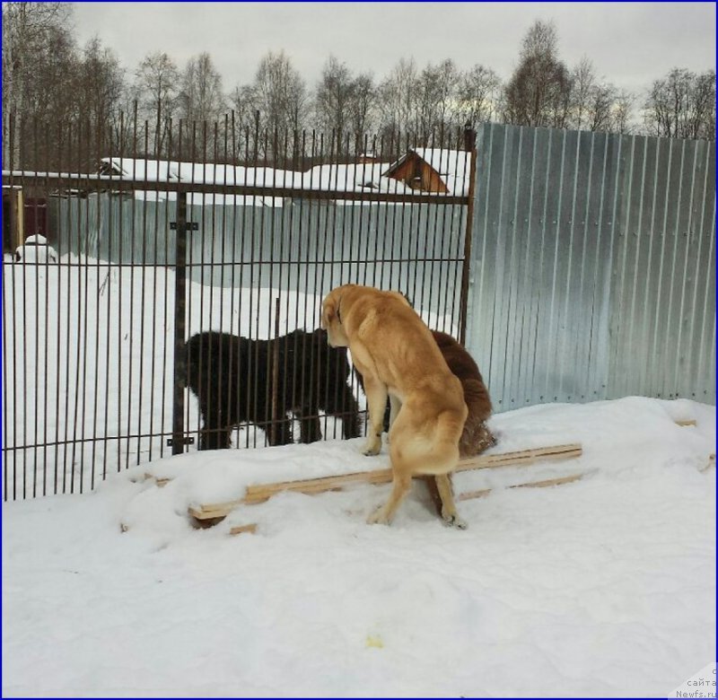 Фото: ньюфаундленд Brownblood MSK Hakim Gold Haydar (Браунблад МСК Хаким Голд Хайдар), ФРАНКО