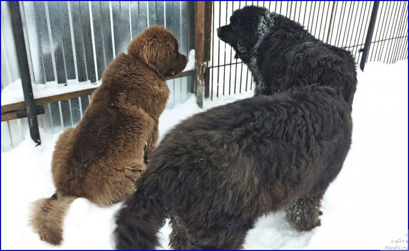 Фото: ньюфаундленд Brownblood MSK Hakim Gold Haydar (Браунблад МСК Хаким Голд Хайдар), ньюфаундленд Valensiya CHernaya Jemchujina (Валенсия Черная Жемчужина), ньюфаундленд N'yufort Taym's Gold Aleksa (Ньюфорт Тайм'с Голд Алекса)