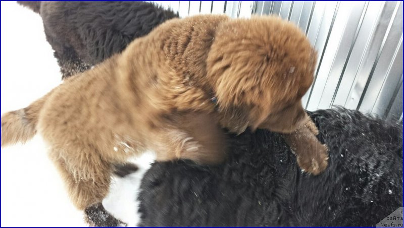 Фото: ньюфаундленд Brownblood MSK Hakim Gold Haydar (Браунблад МСК Хаким Голд Хайдар)