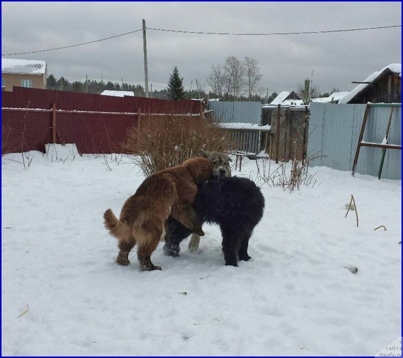 Фото: ньюфаундленд Brownblood MSK Hakim Gold Haydar (Браунблад МСК Хаким Голд Хайдар), ньюфаундленд N'yufort Taym's Gold Aleksa (Ньюфорт Тайм'с Голд Алекса), ДЕН