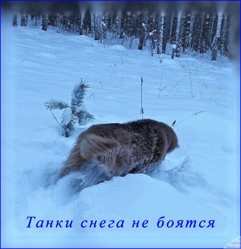 Фото: ньюфаундленд Brownblood MSK Hakim Gold Haydar (Браунблад МСК Хаким Голд Хайдар)