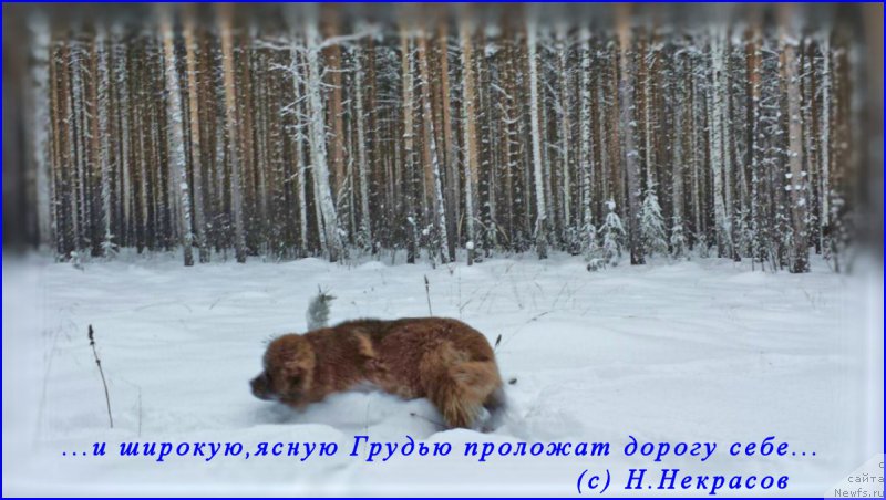 Фото: ньюфаундленд Brownblood MSK Hakim Gold Haydar (Браунблад МСК Хаким Голд Хайдар)