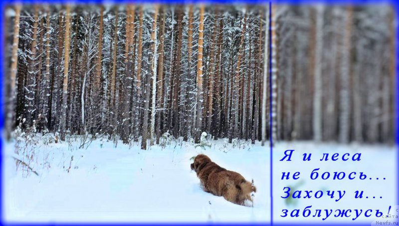 Фото: ньюфаундленд Brownblood MSK Hakim Gold Haydar (Браунблад МСК Хаким Голд Хайдар)