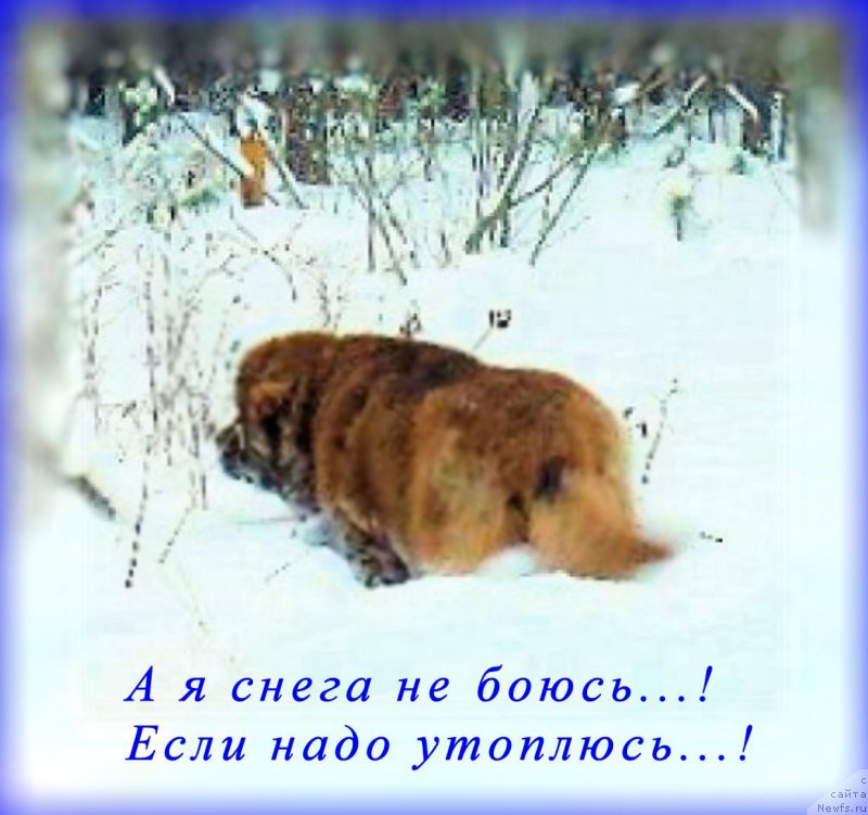 Фотография № 172783