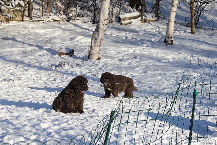 Фото: ньюфаундленд Gvardeec s Berega Dona (Гвардеец с Берега Дона), ньюфаундленд Gospozha Udacha s Berega Dona (Госпожа Удача с Берега Дона)