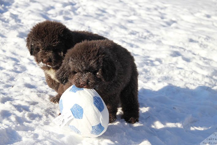 Фото: ньюфаундленд Gvardeec s Berega Dona (Гвардеец с Берега Дона)
