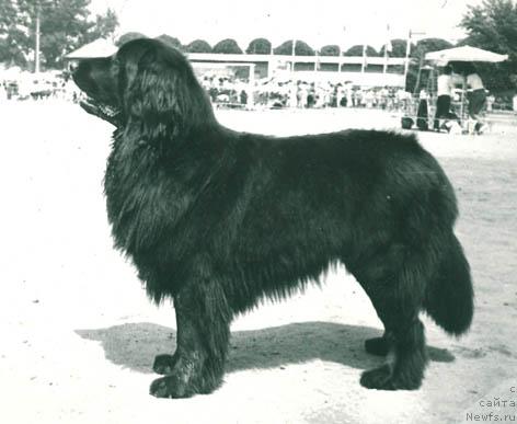 Фото: ньюфаундленд Zadorka SHeri Lel' (Задорка Шери Лель)