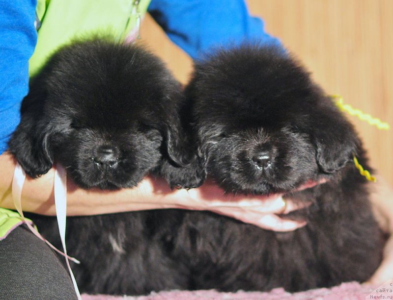 Фото: Бегущая по волнам Анаис-Анаис, Бегущая по волнам Алмост Анреал