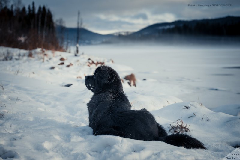 Фото: ньюфаундленд New Beothuks Gold for Smigar