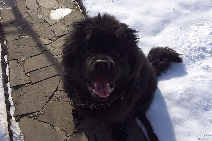 Фото: ньюфаундленд Atos s Berega Dona (Атос с Берега Дона)