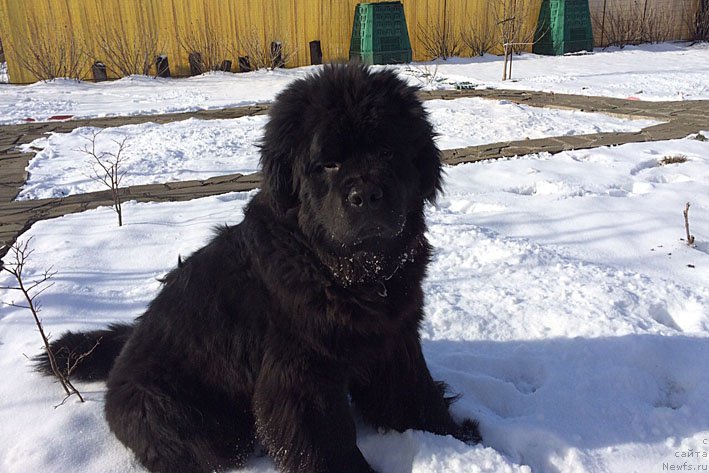 Фото: ньюфаундленд Atos s Berega Dona (Атос с Берега Дона)