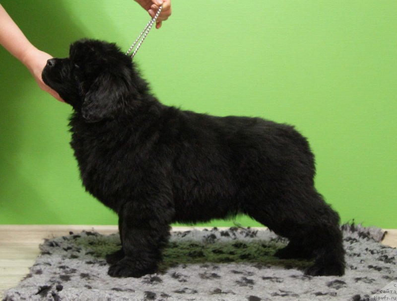 Фото: АК Б...
(белая лента).