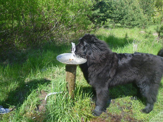 Фото: ньюфаундленд N'yufort CHernaya Zvezda (Ньюфорт Черная Звезда)