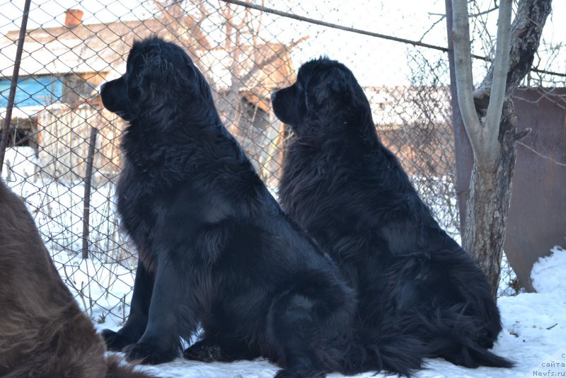 Фото: ньюфаундленд Talisman Morya Magiya Voln (Талисман Моря Магия Волн), ньюфаундленд I'm Little Princess Midnight Bear