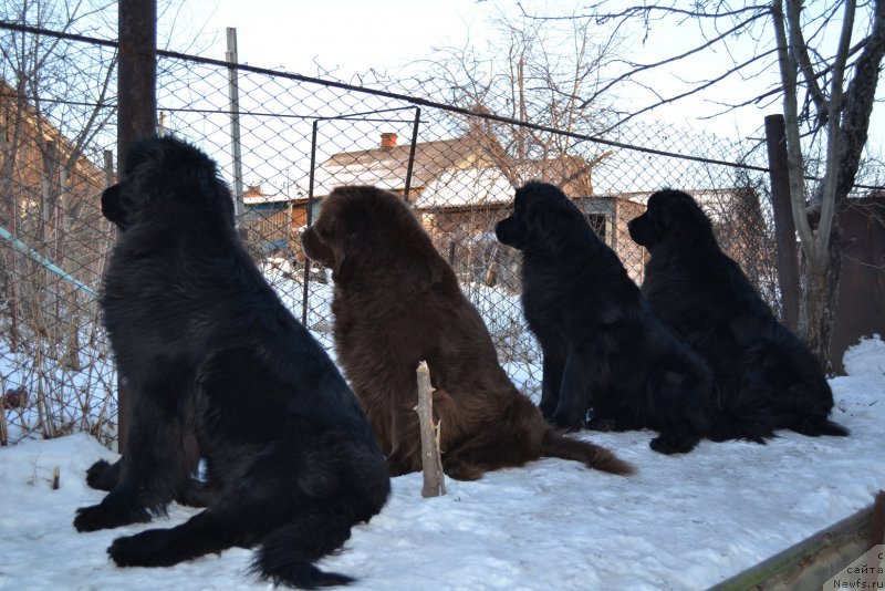 Фото: ньюфаундленд Talisman Morya Mishel' (Талисман Моря Мишель), ньюфаундленд Arkadiya Vivat Arbona (Аркадия Виват Арбона), ньюфаундленд Talisman Morya Magiya Voln (Талисман Моря Магия Волн), ньюфаундленд I'm Little Princess Midnight Bear