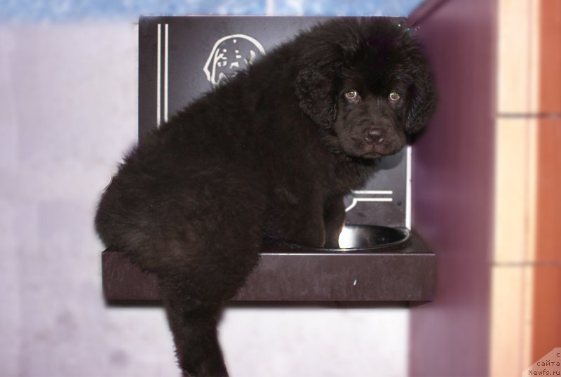 Фото: ньюфаундленд Naomi Tagoliri for Brouwnblood (Наоми Таголири фор Браунблад)