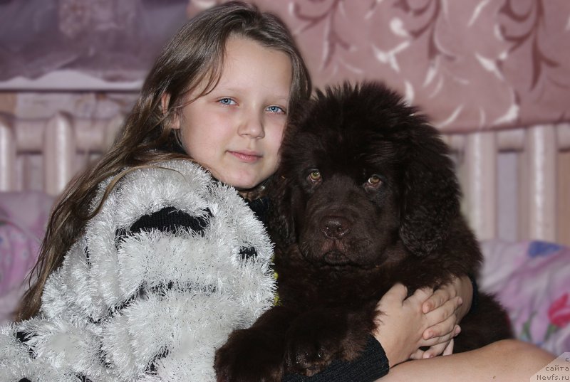 Фото: ньюфаундленд Naomi Tagoliri for Brouwnblood (Наоми Таголири фор Браунблад)