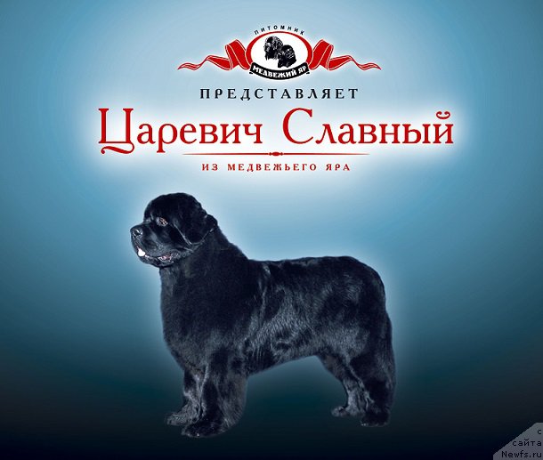 Фото: ньюфаундленд Tsarevich Slavny iz Medvejyego Yara (Царевич Славный из Медвежьего Яра)