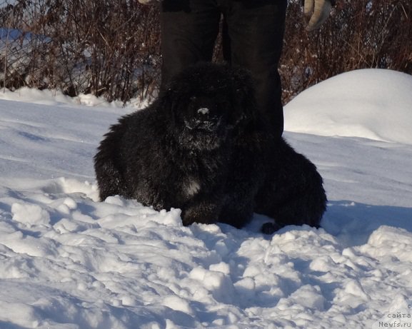 Фото: ньюфаундленд N'yufort Aston Martin dlya S'Nejnoy V'yugi (Ньюфорт Астон Мартин для С'Нежной Вьюги)