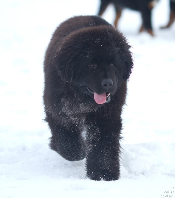 Фото: ньюфаундленд Akvatoriya Kelvin Amerikanka (Акватория Келвин Американка)