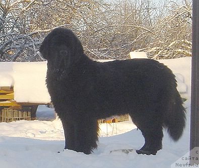 Фото: ньюфаундленд Dar Svezy Believe Me (Дар Свезы Белив Ми)