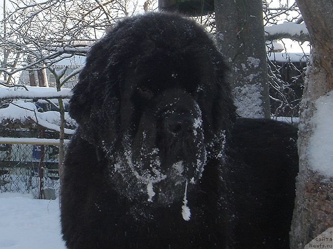 Фото: ньюфаундленд Dar Svezy Believe Me (Дар Свезы Белив Ми)