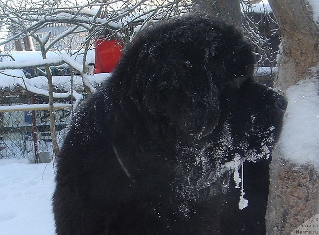 Фото: ньюфаундленд Dar Svezy Believe Me (Дар Свезы Белив Ми)