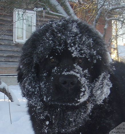 Фото: ньюфаундленд Dar Svezyi Felisiti-Felichita (Дар Свезы Фелисити-Феличита)