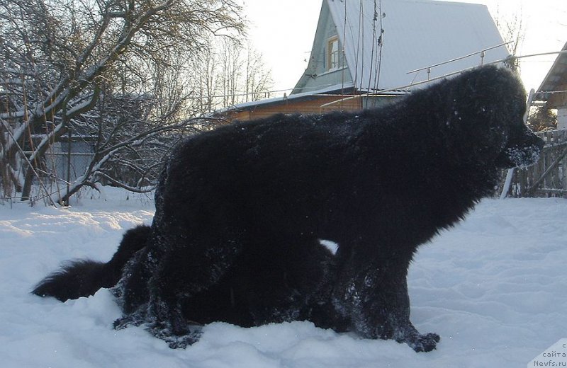 Фото: ньюфаундленд Dar Svezyi Felisiti-Felichita (Дар Свезы Фелисити-Феличита)