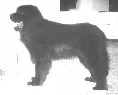 Фото: ньюфаундленд Zuriko SHeri Lel' (Зурико Шери Лель)