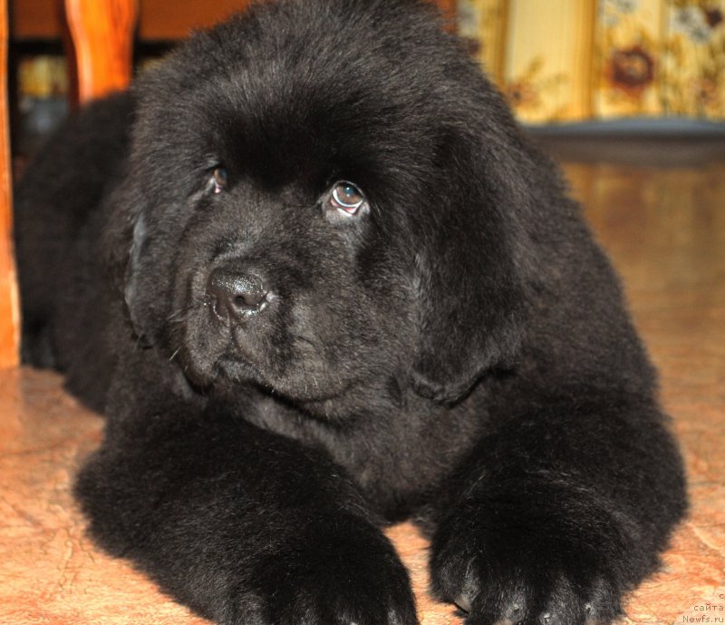 Фото: ньюфаундленд Moya Stihiya Ifeyon Froil Mill (Моя Стихия Ифейон Фроил Милл)