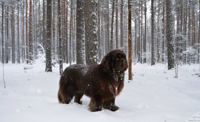 Фотография № 172923