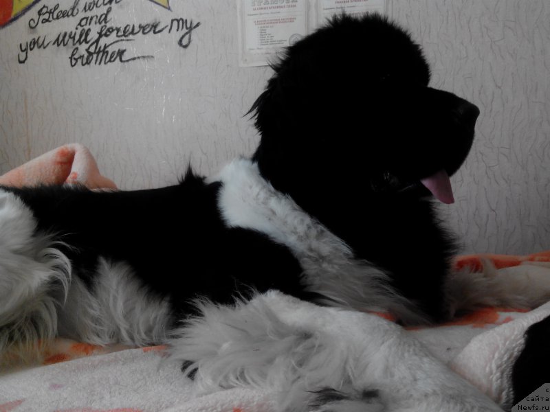 Фото: ньюфаундленд Akvian Song Karamel' (Аквиан Сонг Карамель)