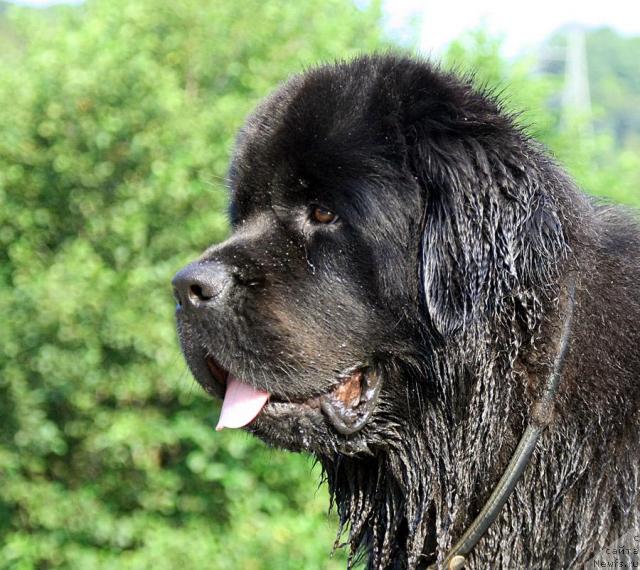 Фото: ньюфаундленд Potap Fidel' (Потап Фидель)