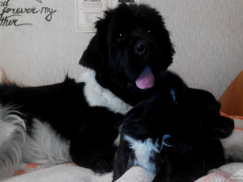 Фото: ньюфаундленд Akvian Song Karamel' (Аквиан Сонг Карамель)