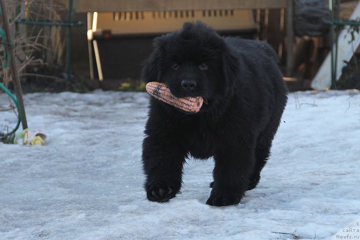 Фото: ньюфаундленд Vpered Zovuschaya s Berega Dona (Вперед Зовущая с Берега Дона)
