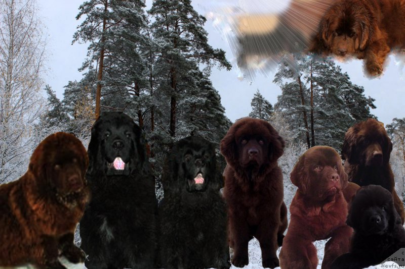 Фотография № 172939