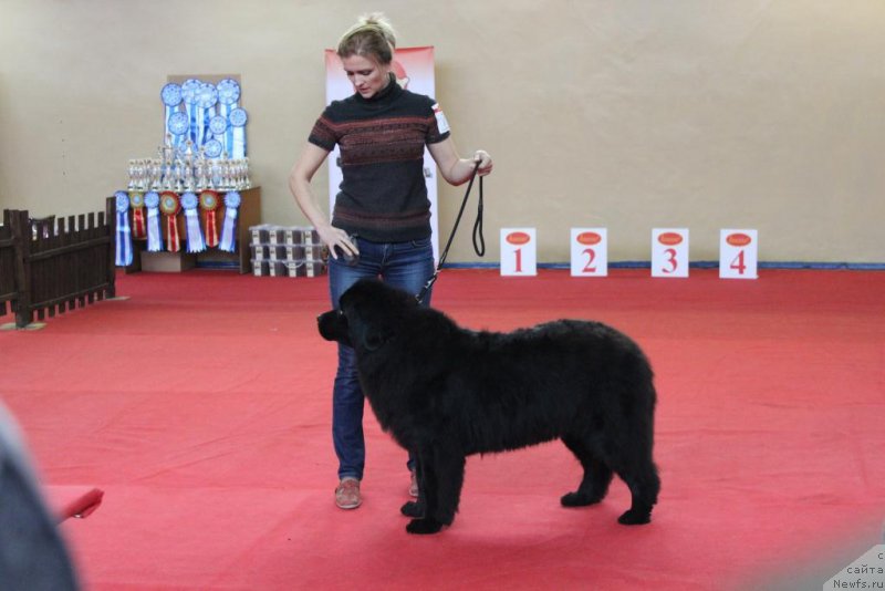 Фото: ньюфаундленд Ariyel' Nejdannaya Nagrada (Ариэль Нежданная Награда)