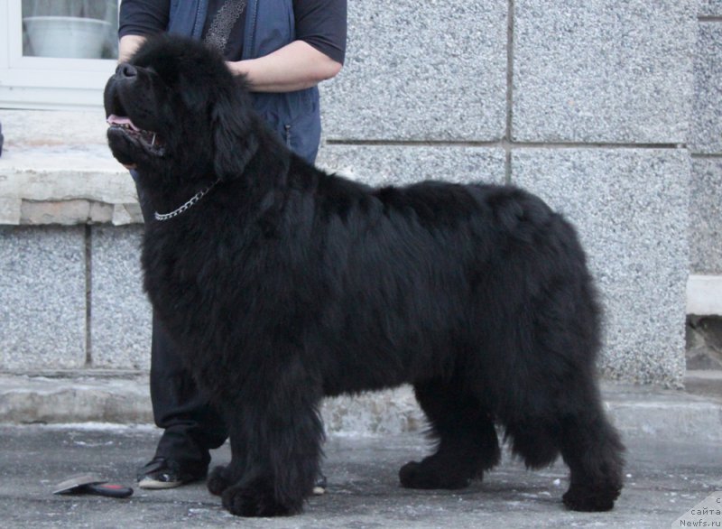 Фото: ньюфаундленд S'Nezhnaya Vjuga Armando Parusso (С'Нежная Вьюга Армандо Паруссо)