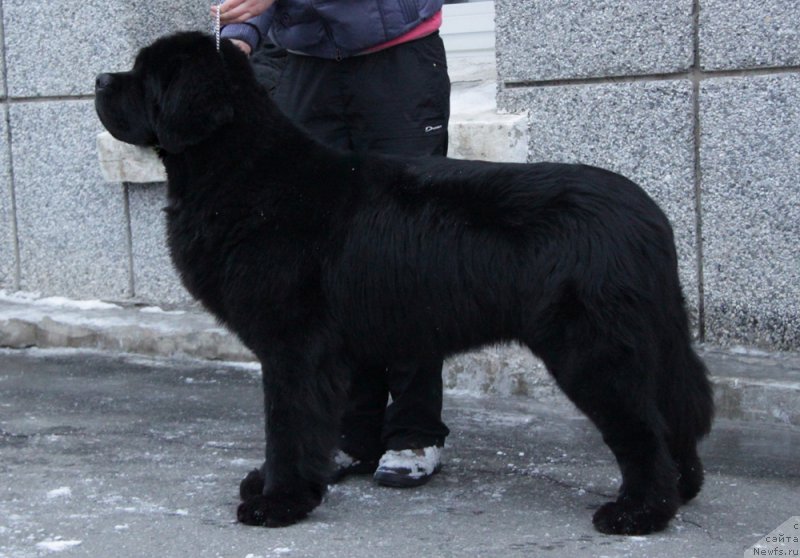 Фото: ньюфаундленд Akvian Song Lars Berger (Аквиан Сонг Ларс Бергер)