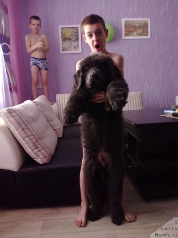 Фото: СЫН, ньюфаундленд CHernyiy SHarm Amber Best Dog FO Marleon (Черный Шарм Амбер Бест Дог ФО Марлеон), И, ньюфаундленд Akvamarinovaya Krasotka dlya Marleon (Аквамариновая Красотка для Марлеон)