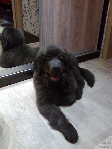 Фото: СЫНОК, ньюфаундленд CHernyiy SHarm Amber Best Dog FO Marleon (Черный Шарм Амбер Бест Дог ФО Марлеон), И, ньюфаундленд Akvamarinovaya Krasotka dlya Marleon (Аквамариновая Красотка для Марлеон)